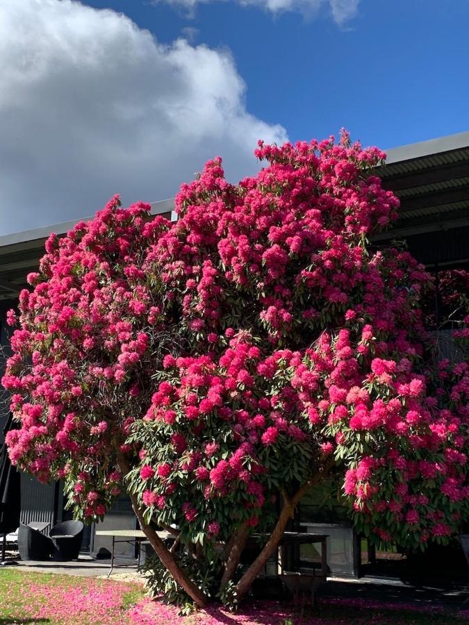 Saladin Lodge Narbethong エクステリア 写真