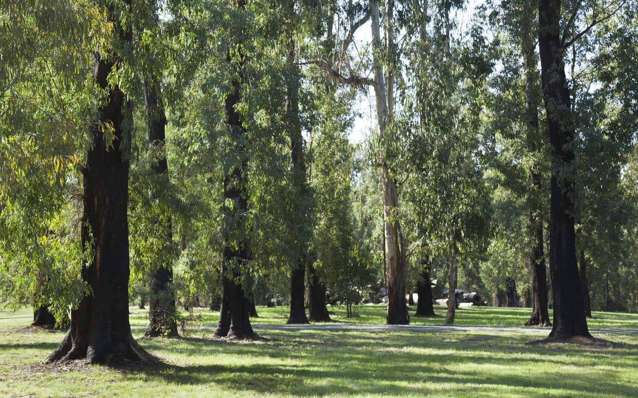 Saladin Lodge Narbethong エクステリア 写真